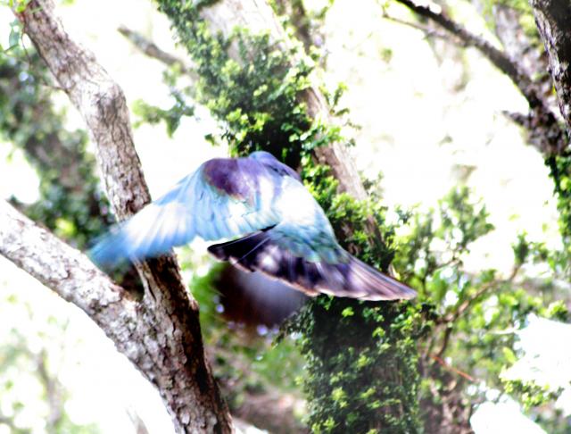 Kapiti Island - Oiseaux - Kereru en vol