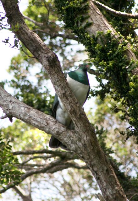 Kapiti Island - Oiseaux - Kereru