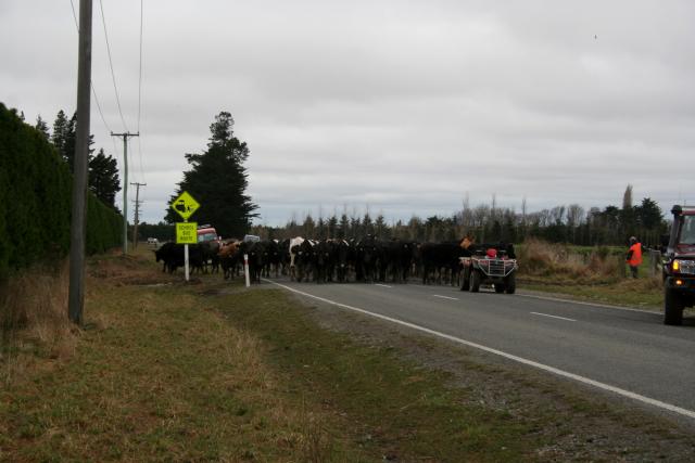 South Island 2010 - 03 - Cattle on the way to Methven