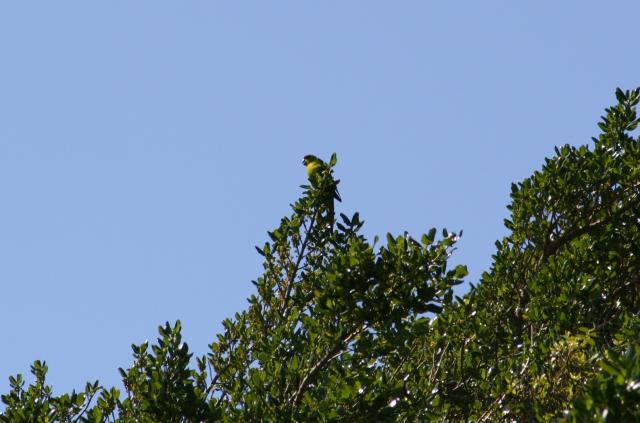 Matiu Somes Island - 21 - Red-crowned kakariki