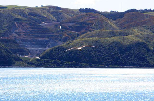 Matiu Somes Island - 23 - Seagull and Horokiwi quarry