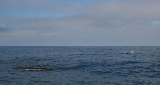 Christmas 2012 - 097 - Sperm whales, Kaikoura