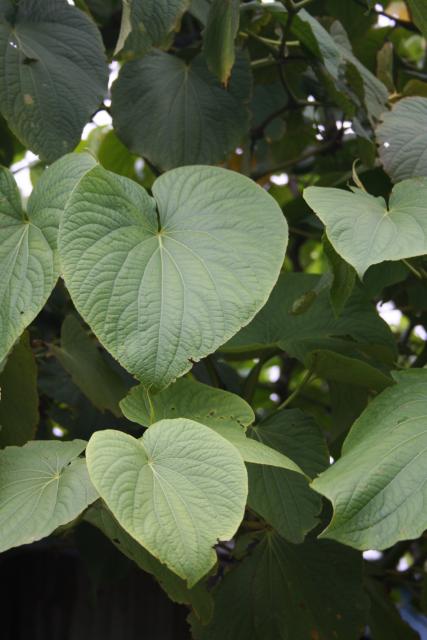 24 - Kava leaves