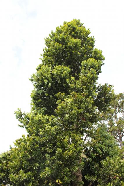 Coromandel 2019 086 - Kauri tree