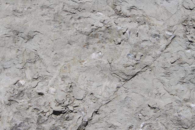 Mangaweka 58 - Fossiles