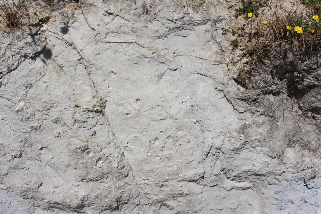 Mangaweka 62 - Fossiles
