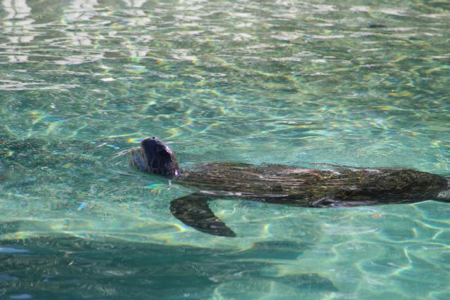 041 - Sea World - Loggerhead turtle
