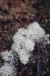 29 - Abel Tasman National Park - Fuzzy Reindeer Lichen