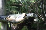 Wellington Zoo 03 - White - Cheeked Gibbon