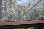 Wellington Zoo 04 - Pygmy Marmocet