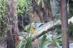 Wellington Zoo 06 - Pygmy Marmocet