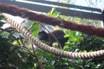 Wellington Zoo 08 - Brown Capuchin Monkey