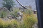 Wellington Zoo 12 - Snow Leopard