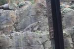 Wellington Zoo 13 - Snow Leopard