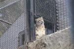 Wellington Zoo 14 - Snow Leopard