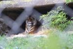 Wellington Zoo 15 - Tiger