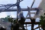 Wellington Zoo 20 - Cotton - Topped Tamarin