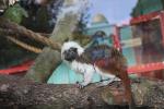 Wellington Zoo 21 - Cotton - Topped Tamarin