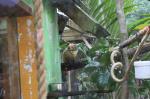 Wellington Zoo 23 - Golden Lion Tamarin