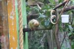 Wellington Zoo 24 - Golden Lion Tamarin
