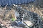 Wellington Zoo 31 - Snow Leopard