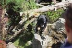 Wellington Zoo 32 - Sun Bear