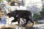 Wellington Zoo 33 - Sun Bear