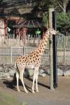 Wellington Zoo 40 - Girafe