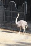 Wellington Zoo 41 - Autruche