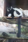 Wellington Zoo 43 - Black and White Ruffed Lemur