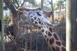 Wellington Zoo 46 - Giraffe