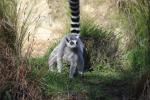 Wellington Zoo 49 - Ring Tailed Lemur