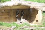 Wellington Zoo 50 - Ring Tailed Lemur