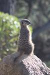 Wellington Zoo 53 - Meerkat