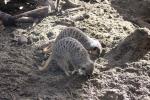 Wellington Zoo 54 - Meerkats