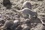 Wellington Zoo 55 - Meerkats