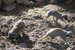 Wellington Zoo 56 - Meerkats