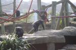 Wellington Zoo 57 - Chimpanzees