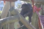 Wellington Zoo 60 - Chimpanzee