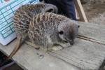 Wellington Zoo 65 - Meerkats