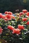 Botanical Garden 15 - Rose garden