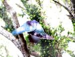 Kapiti Island - Oiseaux - Kereru en vol