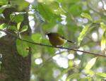 Kapiti Island - Oiseaux - Korimako (Bellbird)