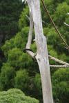 Wellington Zoo - 01 - Capuchin