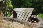 Wellington Zoo - 03 - Capuchins