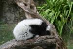 Wellington Zoo - 07 - Black & White Lemur