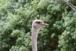 Wellington Zoo - 08 - Ostrich