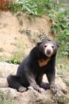 Wellington Zoo - 09 - Malayan Sun Bear