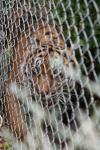 Wellington Zoo - 10 - Sumatran Tiger (female)
