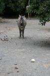 Wellington Zoo - 13 - Zebra & Ostrich